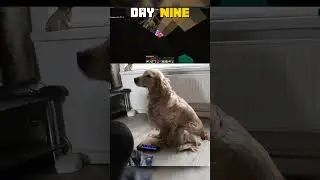 Собака пытается победить Эндер-дракона из Minecraft!