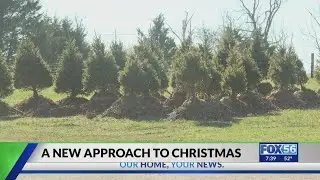 Versailles farm offers Christmas tree rentals