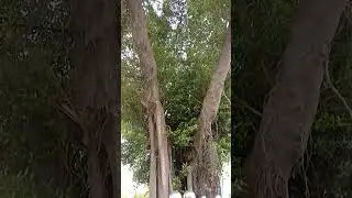 this giant tree is  Weeping fig #figtree #weeping #tropical #laurel #gianttree #ytshorts #shortvideo
