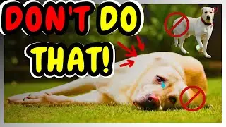EAR AND TAIL CUTTING IN PETS UNDERSTAND THE PROS AND CONS
