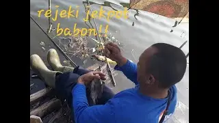Luar biasa jekpot babon ikan mujaer#spot Patok Picis Wajak Malang#Hadi ART Mancing#