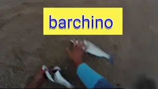 pesca com barchino no spot super difícil. desafiar a força do mar .#fishing