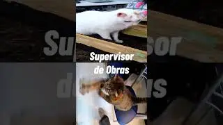 Orejitas vs Nublado | Wine XD
