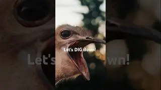 Why Ostriches Don't Bury Their Heads in the Sand