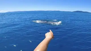 EPIC BAIT BALL Action Catch & Cook