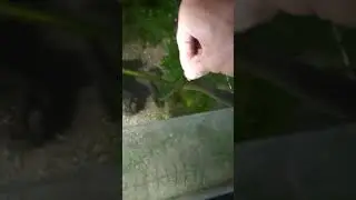 Hand feeding Channa Belheri
