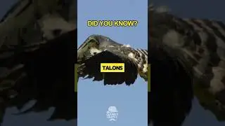 Did You Know: The Harpy Eagle Has Talons Bigger Than a Bear&rsquo;s Claws?