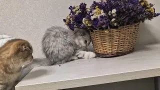 Котята и цветы 😊