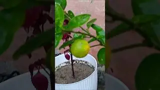 🍋&zwj;🟩🍋&zwj;🟩🍋&zwj;🟩#gardenplant #houseplants