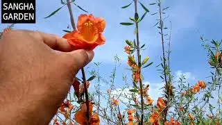 Tecoma undulta plant !Rohiro plant !