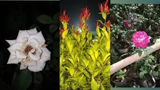 Went to nursery.. soo many beautiful flowers and fishes... /Snigdha's Art gallery..