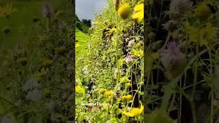 Beautiful Flowers. KHARGHAR HILLS 🌻🌹🌻🌺 #shorts #viral #shortvideo