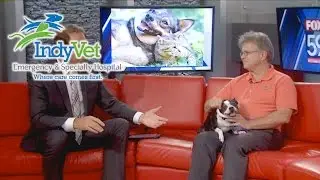 Old Dog Vestibular Disease