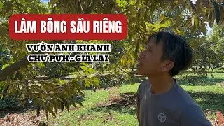 VƯỜN ANH KHANH KÉO CƠI LÁ THEO BÔNG - CHƯ PƯH, GIA LAI