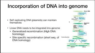 Genetics and Genomics -  Changes to genomes