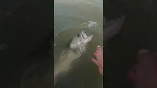 SECRET LURE that FOOLS Pressured Bass!!! #shorts #fishing #fishingtips