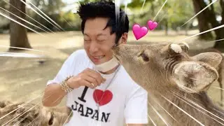 鹿せんべいをあげたら、キスされちゃいました。。。| 奈良公園でやられちゃった韓国人の末路。。。