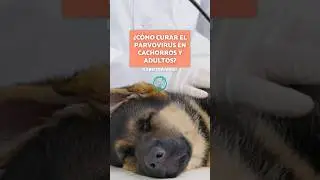 &iquest;C&oacute;mo curar el PARVOVIRUS en CACHORROS y ADULTOS? S&Iacute;NTOMAS 🐶💉 #ParvovirusCanino