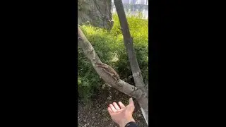Flying flying squirrel # cute pets