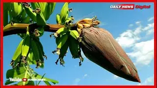 SIRI YA MAMA WA KICHAGA NA UA LA MGOMBA