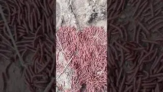Mass movement/centipeds/