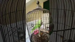Meri jaaan hai jee mithaa jee💗 #danivlogs #funny #fyp
