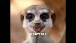 Meerkat Lip Reading: Music Festival Porta-Potty Horror Story | Reddit's Desperate Bathroom Emergency