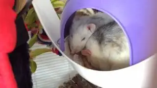 Sleepy Rats