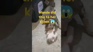 I am shocked wanda did this #wanda #cat #catvideos #catinstincts