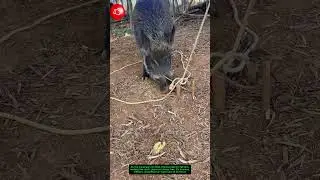 Loop Trap Logic: Feeding Turns Into Catching! 🐖🔄