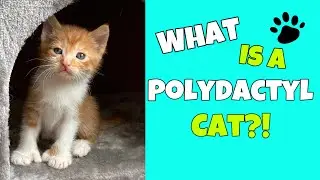 What is a Polydactyl Cat?