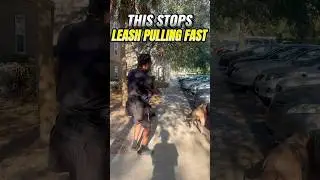 No more leash pulling! #shorts #viralvideo #dogtraining #reels #dogsworld #dogchallenge