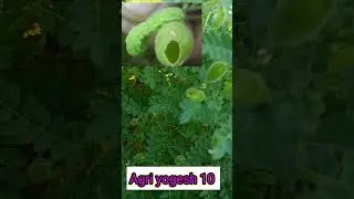 Gram pod borer life cycle