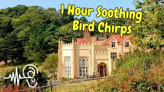 🌿 Soothing 1 Hour House Martin Chirps | ASMR Nature Sounds from Lee Abbey, Devon with Lee Bay 🕊️✨