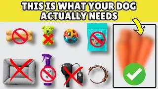 9 Hidden Dog Accessories Big Brands Are Keeping SECRET on Purpose