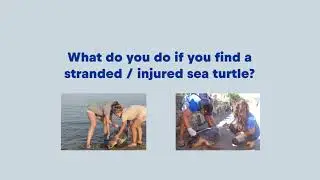If you find an injured or sick sea turtle