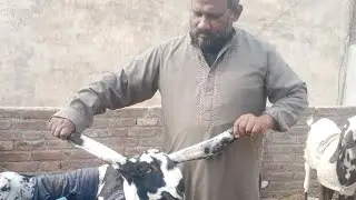 New vlog I am back ✨ | Babu Khan mini goat farming
