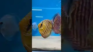 Beautiful Discus Tank