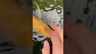 Kolam ikan bening