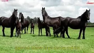 10 Most Baffling Wild Horse Herd Secrets Finally Explained | Hidden Social System Revealed