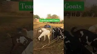 Teaching and Goat farming,Fast Growing Business in Pakistan #goat#farming#beautifullgoats #business