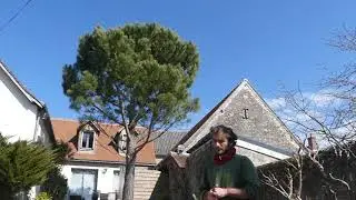 Démonstration de taille d'entretien d'un Pin parasol