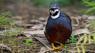 Birdwatching: King Quail Grooming and Rapid Neck Movement | Singapore Botanic Gardens