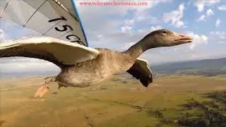 Bagaimana Burung Bernafas Saat Terbang
