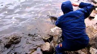 Greg vs. The Carp