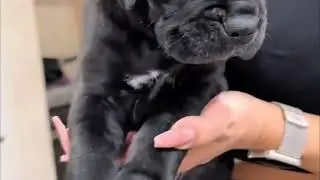 #zeus#canecorso#dog#cat#humor_video