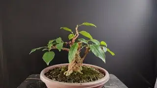 My Ficus Virens Bonsai | Pruning