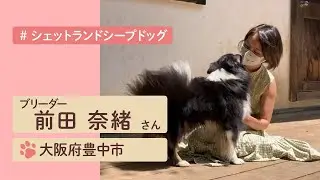 大自然でのびのび育った元気なシェルティたち♪前田奈緒ブリーダーの犬舎を訪問