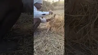 Gaon mein  Pawar ka lujha kaise banta hai@rinki j vlogs Today my Morning 🌄🌄🌄 village