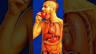 Ultra Realistic 3D Anatomy: Red Onion Digestion Process Explained in Seconds